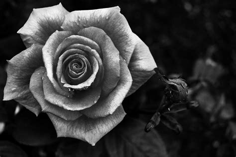 black and white rose pics